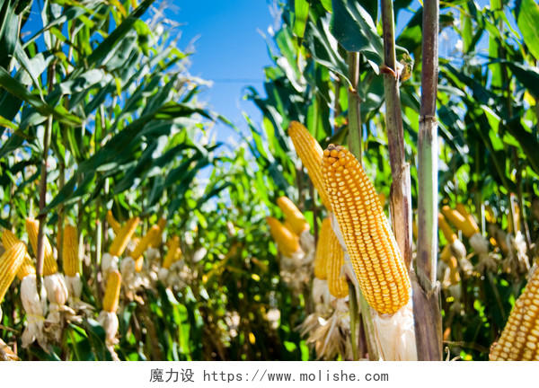 玉米是世界的一种已知耕种的谷物很大程度上。玉米广泛用作人类食物或动物的口粮，已经向其 nutricionais q